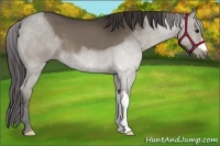 Horse Color:Smoky Black