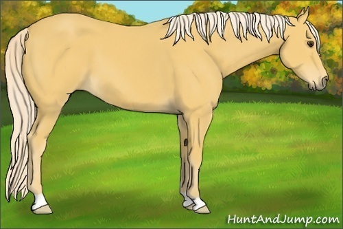 Horse Color:Palomino