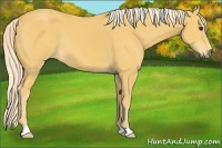 Horse Color:Palomino