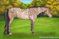 Horse Color:Amber Champagne Appaloosa and Amber Champagne