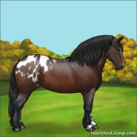 Horse Color:Brown Appaloosa 