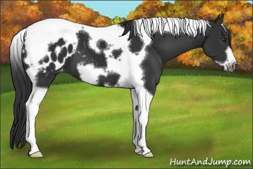 Horse Color:Liver Chestnut Tobiano Frame Appaloosa 