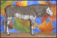 Horse Color:Grullo Sabino Splash  and Silver Grullo Sabino Splash 