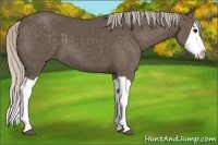 Horse Color:Silver Black Splash 