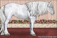 Horse Color:Cremello Splash Appaloosa