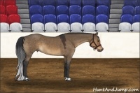 Horse Color:Brown Dun 