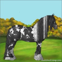 Horse Color:White Spotted Black Appaloosa 