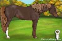 Horse Color:Liver Chestnut 