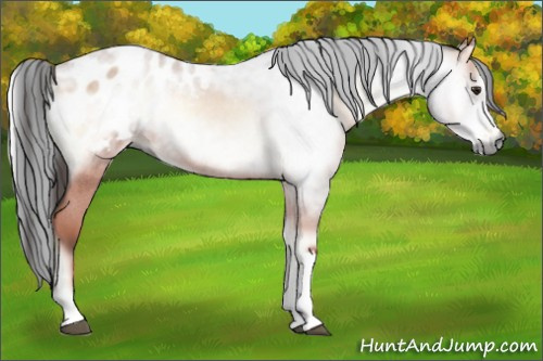 Horse Color:Gray Bay Roan Onyx Appaloosa 