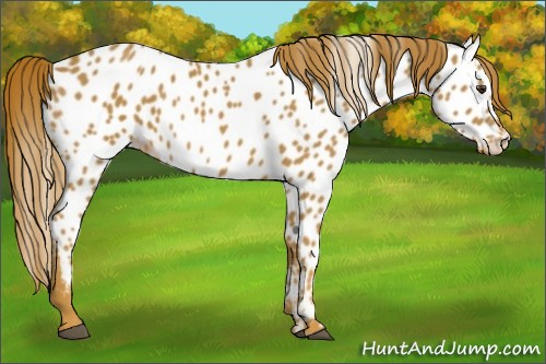 Horse Color:Chestnut Near Leopard 