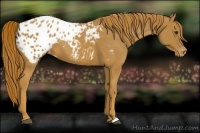 Horse Color:Chestnut Appaloosa 