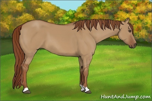 Horse Color:Unknown 