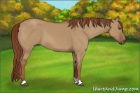Horse Color:Unknown 