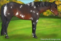 Horse Color:White Spotted Brown 
