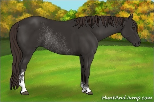 Horse Color:Liver Chestnut Sabino Rabicano 