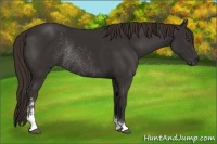 Horse Color:Liver Chestnut Sabino Rabicano 