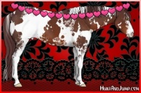 Horse Color:White Spotted Chocolate Brown