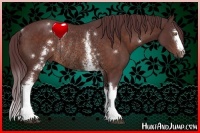 Horse Color:White Spotted Chocolate Brown Rabicano 