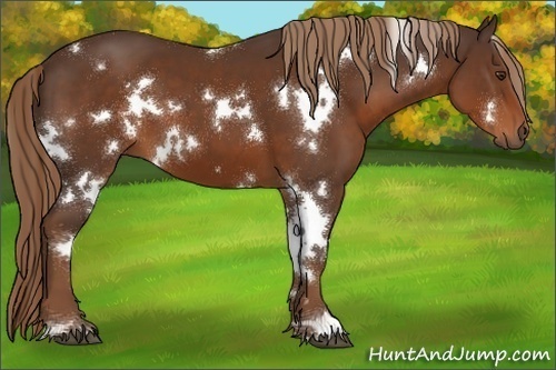 Horse Color:White Spotted Liver Chestnut 