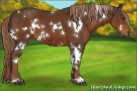 Horse Color:White Spotted Liver Chestnut 