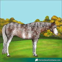 Horse Color:White Spotted Silver Brown Rabicano
