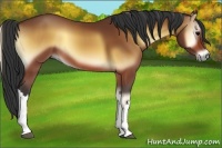 Horse Color:Bay Onyx 