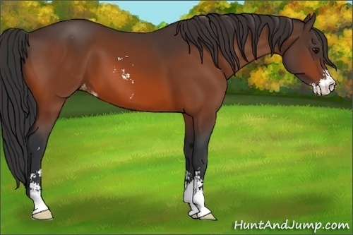 Horse Color:Bay Sabino Varnish 
