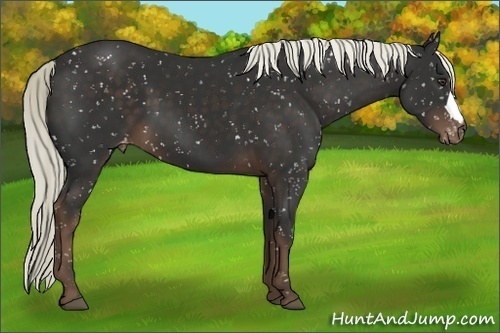 Horse Color:Liver Chestnut Appaloosa 