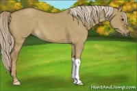 Horse Color:Chocolate Palomino Roan Dun