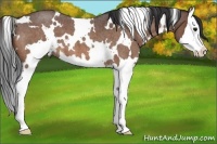 Horse Color:White Spotted Bay Roan Splash
