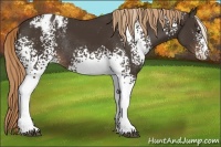 Horse Color:White Spotted Liver Chestnut Sabino Appaloosa Rabicano 