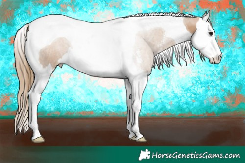 Horse Color:Black Pearl Sabino Splash Tobiano 