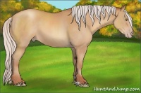 Horse Color:Silver Amber Champagne