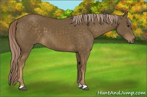 Horse Color:Chocolate Palomino 
