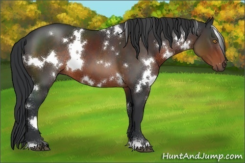 Horse Color:White Spotted Brown 