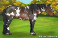 Horse Color:White Spotted Brown