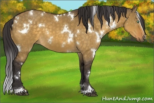 Horse Color:White Spotted Buckskin Dun Sabino 