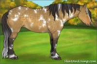 Horse Color:White Spotted Buckskin Dun Sabino 