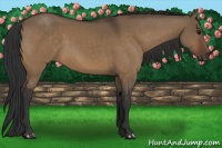 Horse Color:Brown Dun