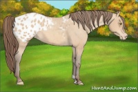 Horse Color:Amber Champagne Appaloosa 