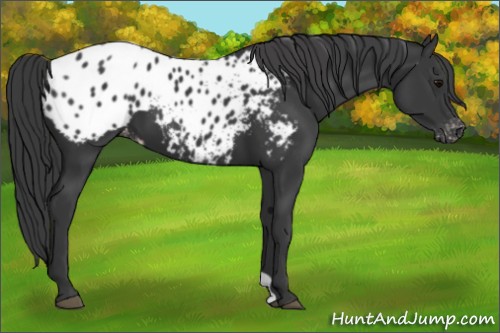 Horse Color:Black Appaloosa