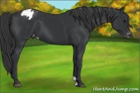 Horse Color:Black Appaloosa