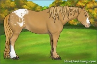 Horse Color:Chestnut Appaloosa 