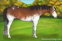 Horse Color:White Spotted Brown Appaloosa 