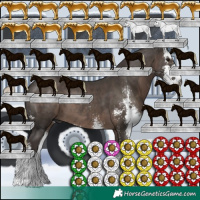 Horse Color:Gray Silver Black Sabino 