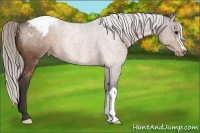 Horse Color:Silver Brown Appaloosa