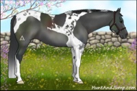 Horse Color:Black Tobiano 