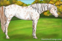 Horse Color:Gold Champagne Appaloosa  and Gold Champagne Frame Appaloosa 