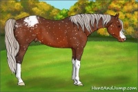 Horse Color:Silver Brown Snowcap 