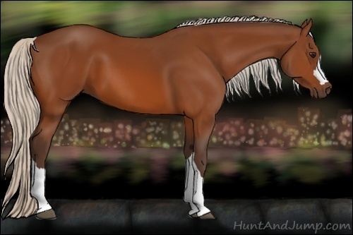 Horse Color:Silver Bay 